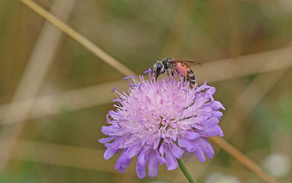 Image of Andrena hattorfiana (Fabricius 1775)