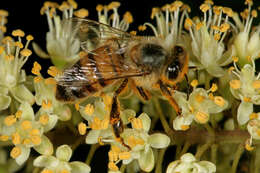 Слика од Apis mellifera scutellata