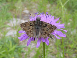 Image of Mallow Skipper