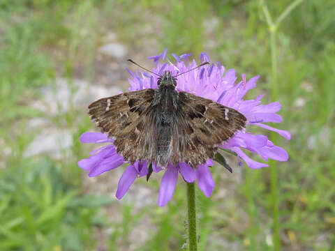 Image of Mallow Skipper