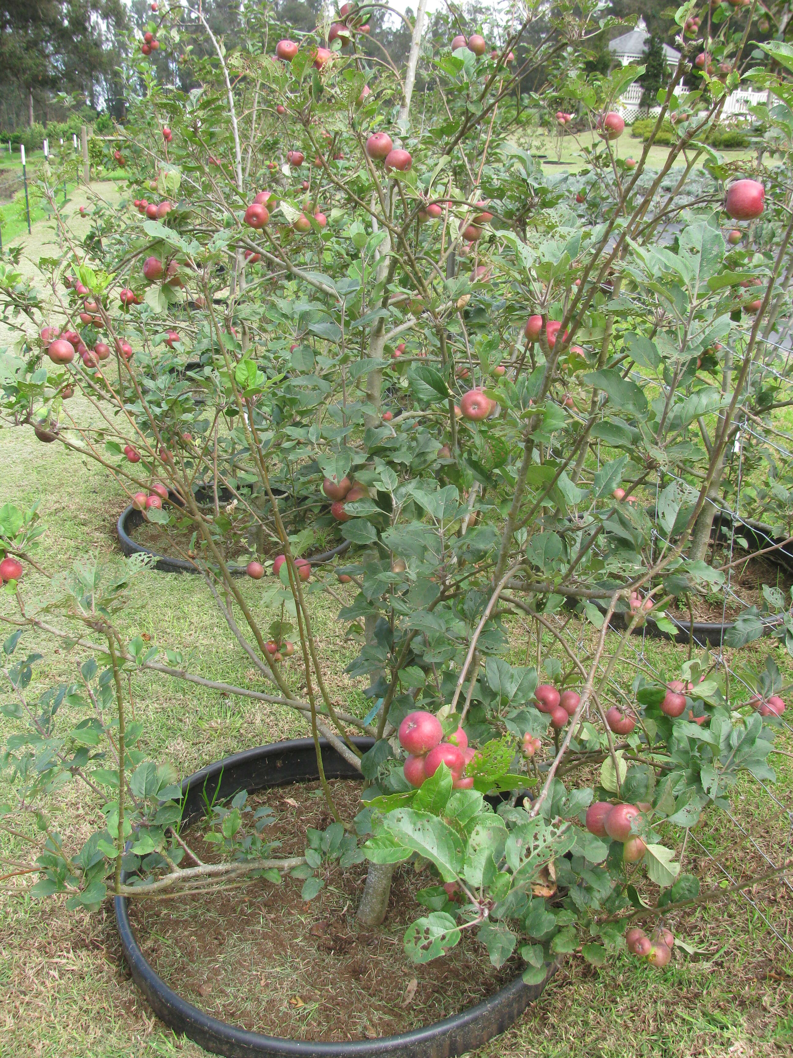 Image of paradise apple