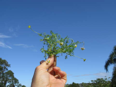 Image of Goose daisy