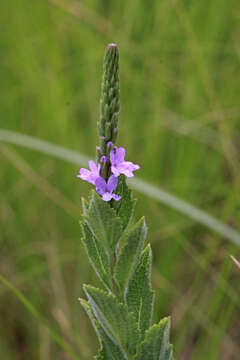 Image of hoary verbena