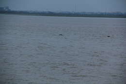 Image of Finless Porpoise