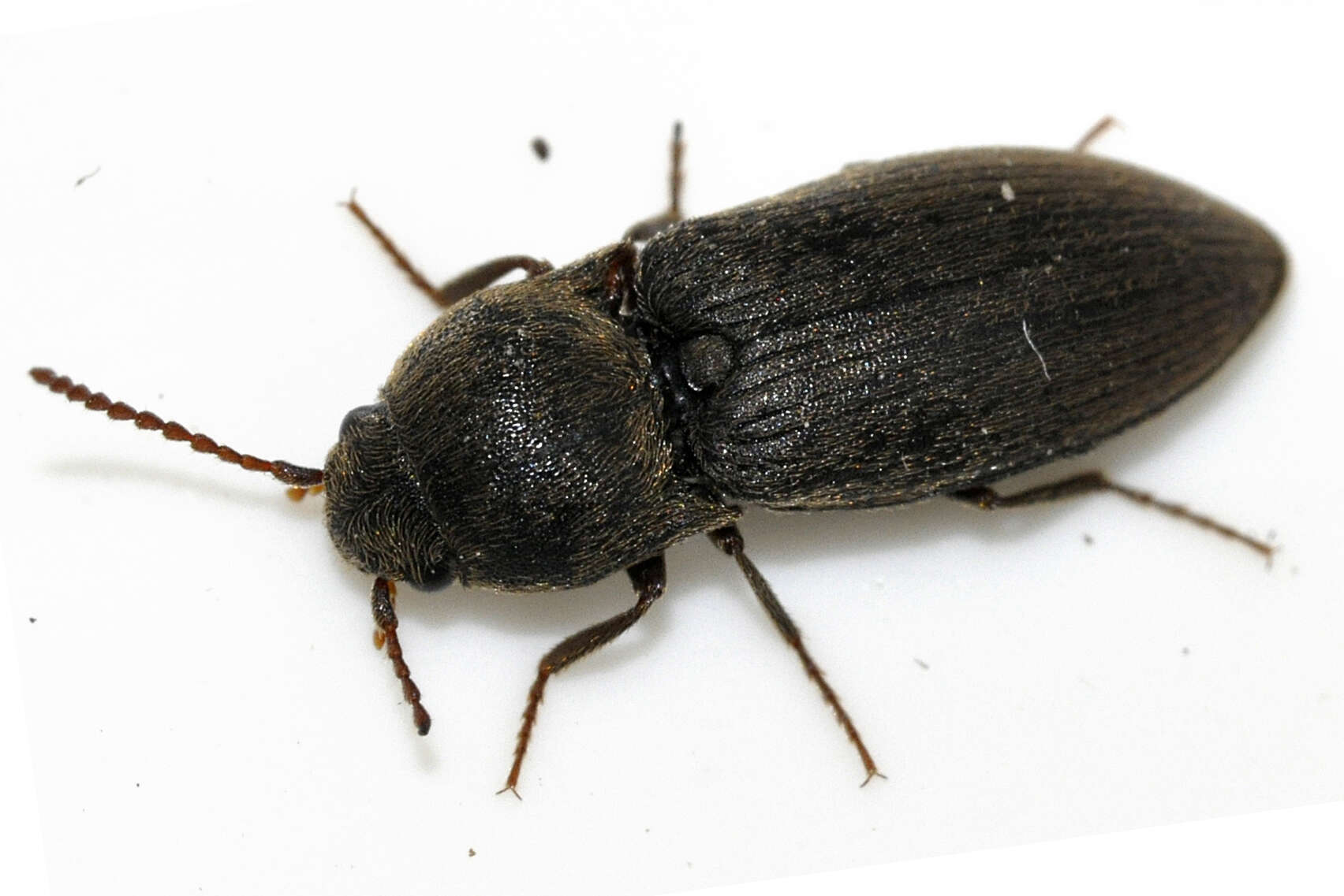 Image of Agriotes obscurus