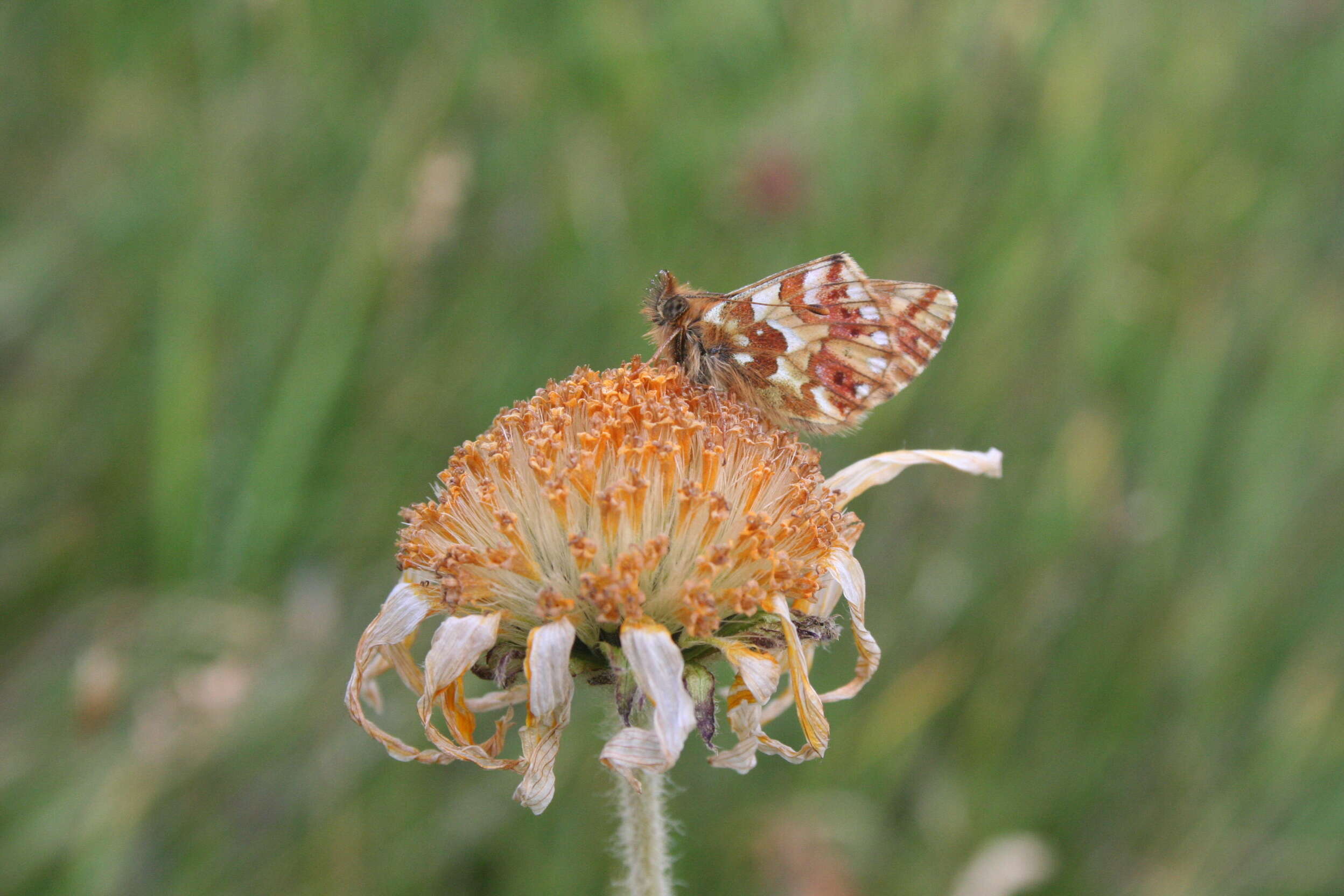 Plancia ëd Boloria pales Denis & Schiffermüller 1775