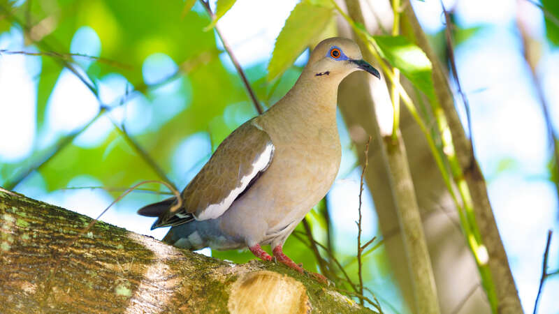 Image of White-winged Dove