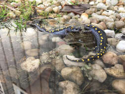 Слика од Ambystoma maculatum (Shaw 1802)