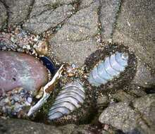 Image of Mossy chiton