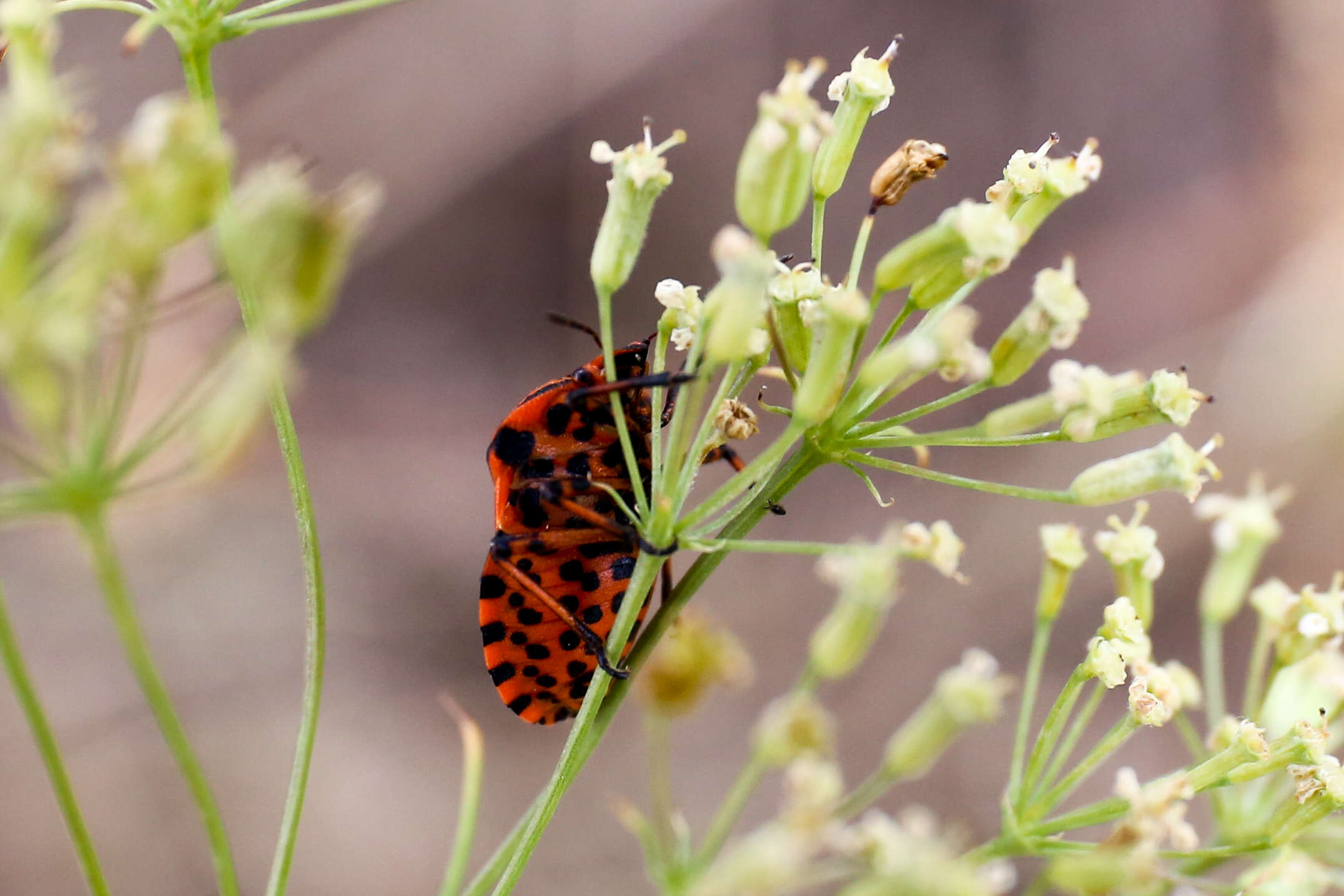 Image of <i>Graphosoma italicum</i>