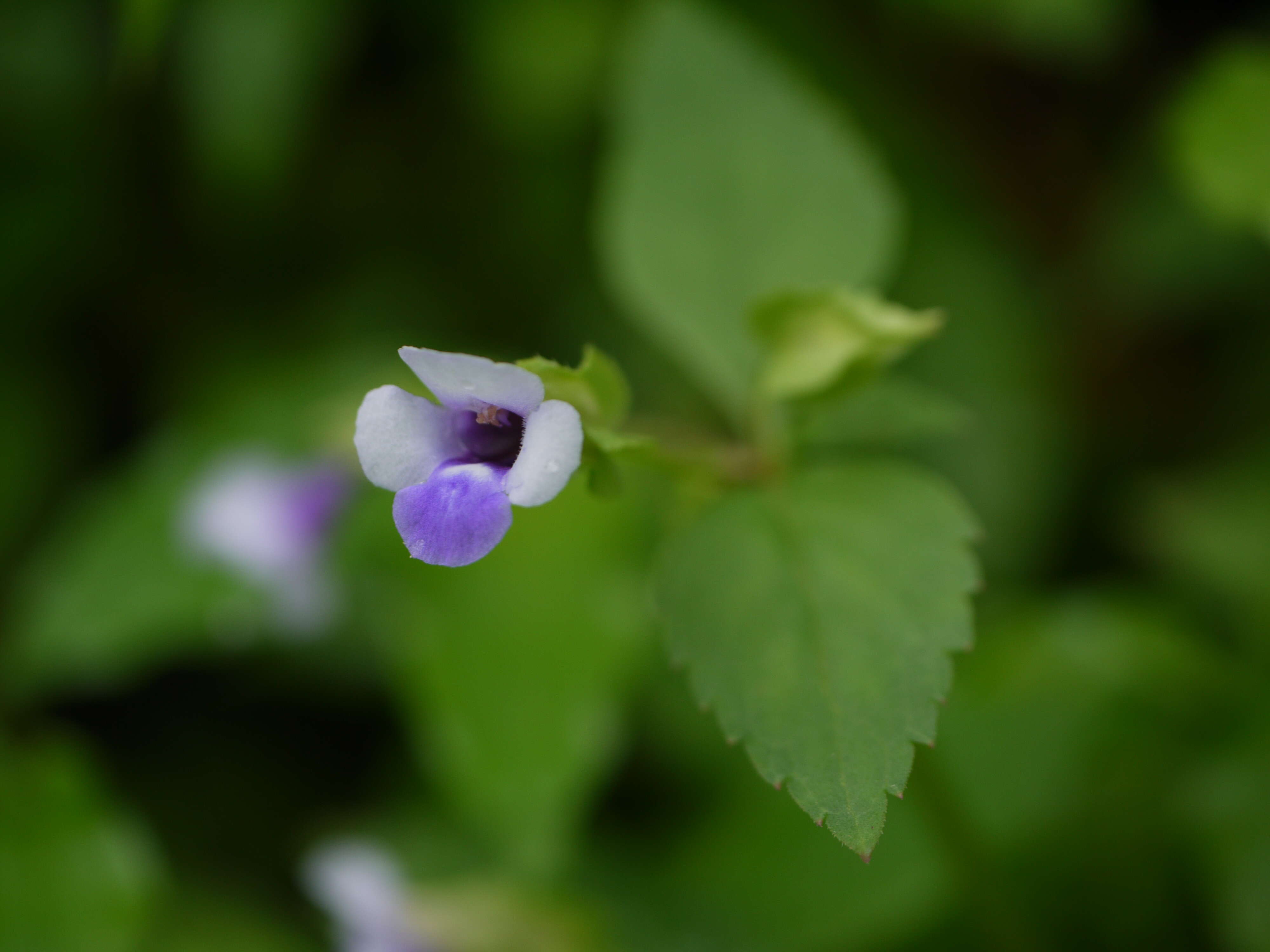 Image of torenia