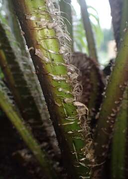 Image of Rough Tree Fern