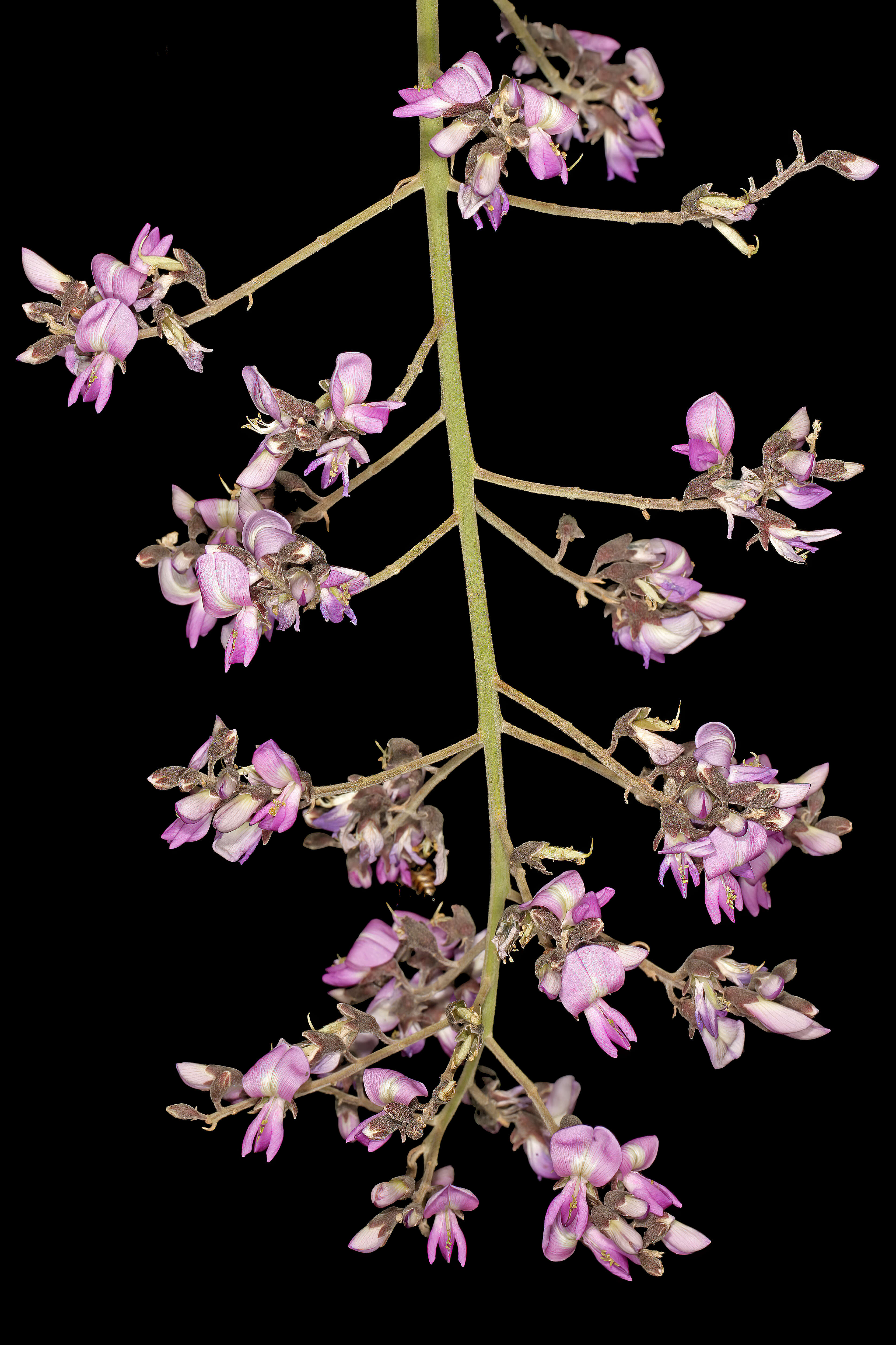 Plancia ëd Philenoptera violacea