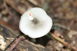 Pluteus salicinus (Pers.) P. Kumm. 1871 resmi