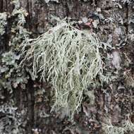 Image of farinose cartilage lichen