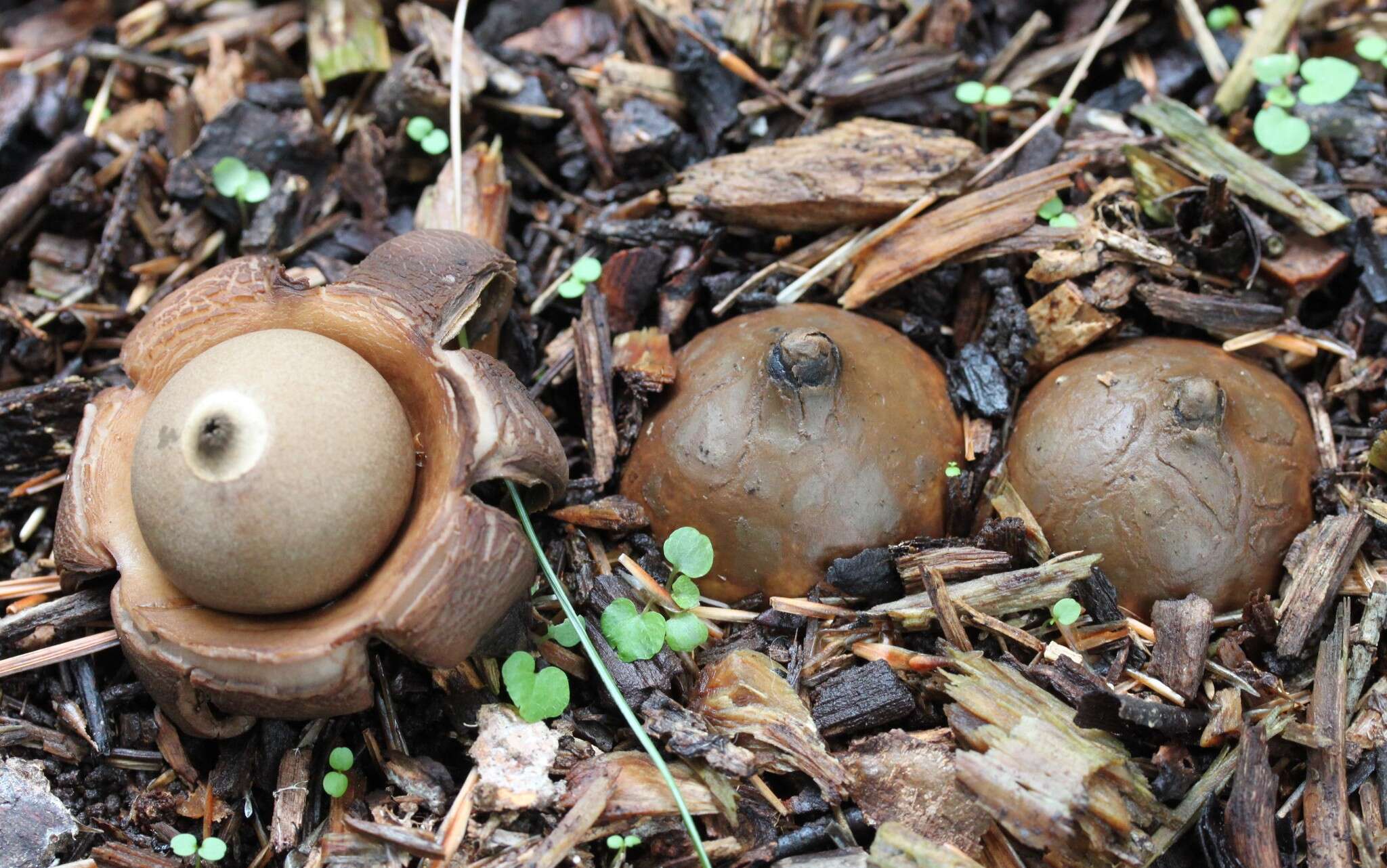 Image of Geastrum saccatum