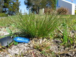 Imagem de Juncus bufonius L.