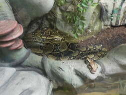 Boa constrictor Linnaeus 1758 resmi