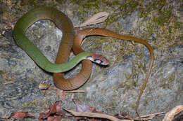 Image of Black-banded Keelback