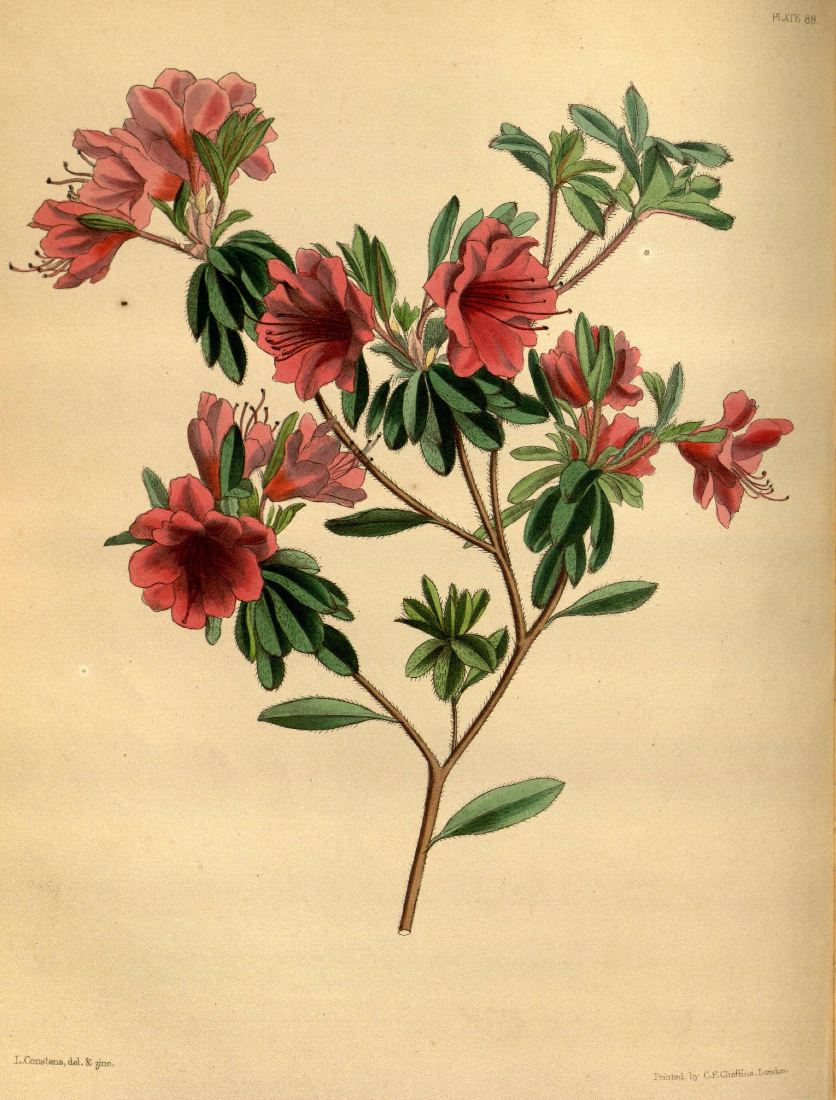 Image of Rhododendron kiusianum Makino