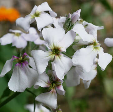 Imagem de Hesperis matronalis L.