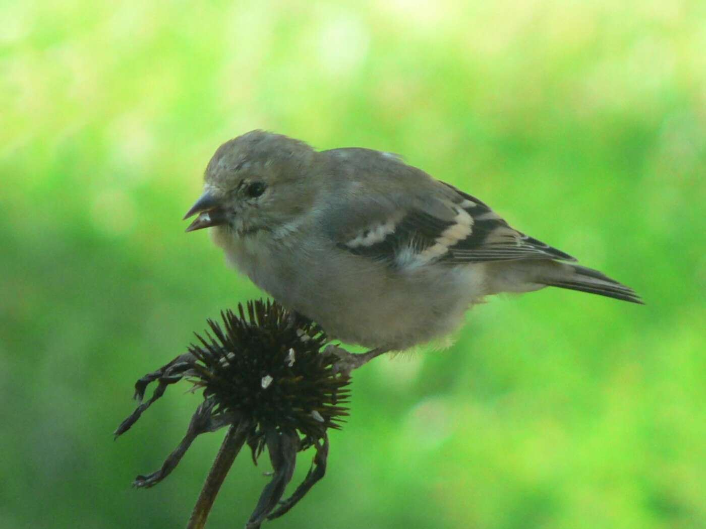 Image of American Goldfinch