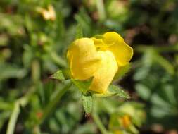 Image of spring cinquefoil