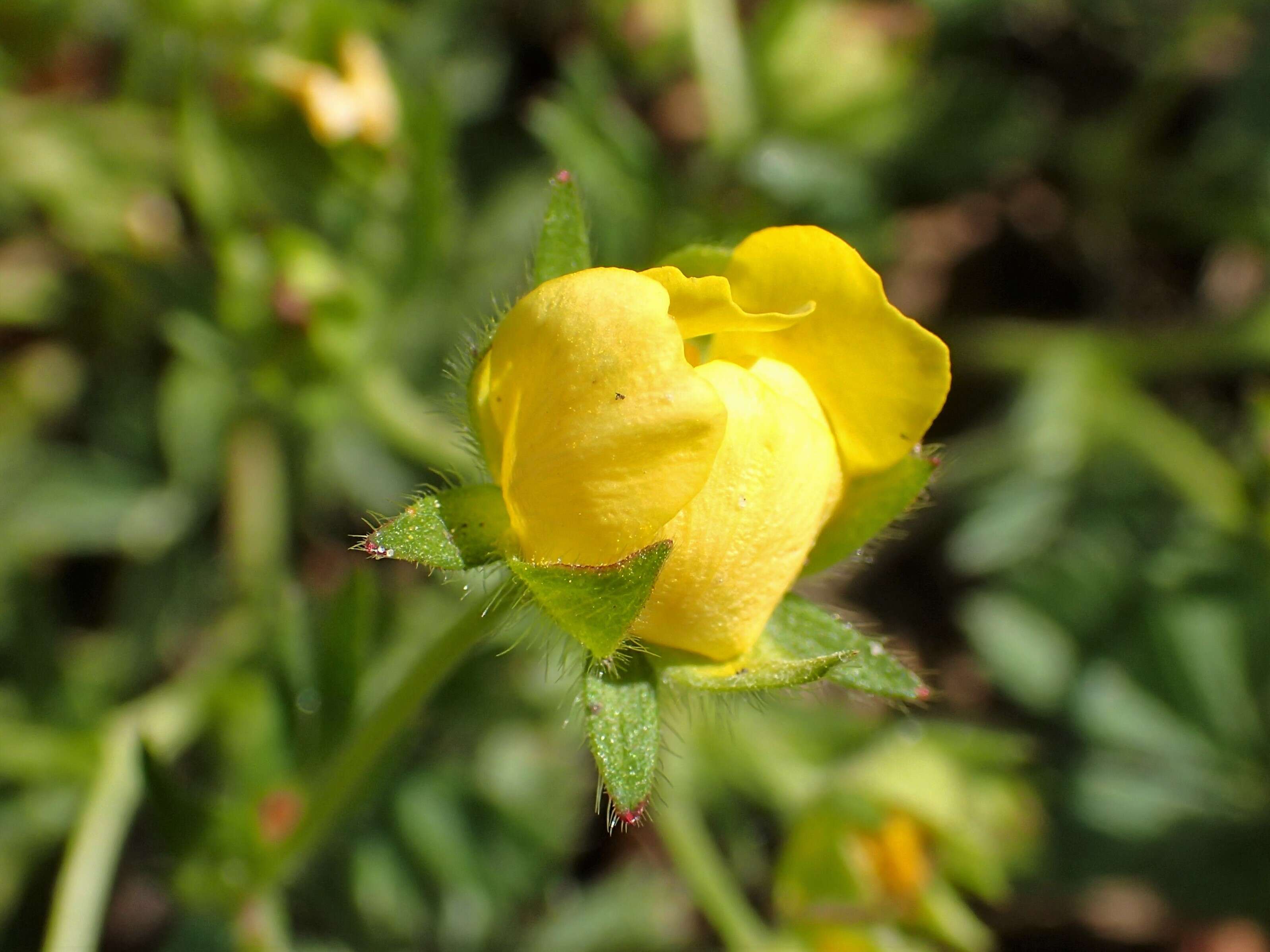 Image of spring cinquefoil