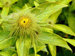 Image of Hooker's inula