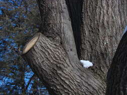 Image of Northern Red Oak