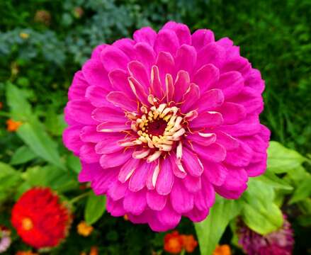 Image of ELEGANT ZINNIA