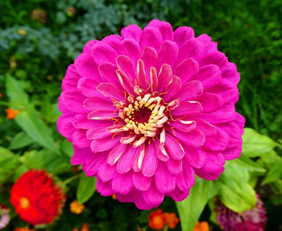 Imagem de Zinnia elegans Jacq.