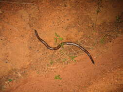 Image of African burrowing python
