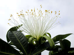 Imagem de Pachira glabra Pasq.