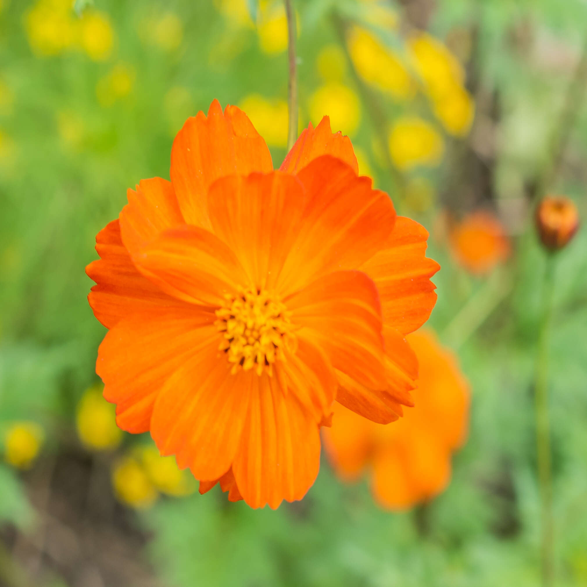 Image of sulphur cosmos