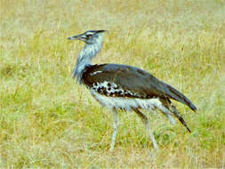 Image of Kori Bustard