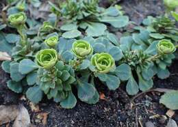 Image of Saxifraga cuneifolia L.