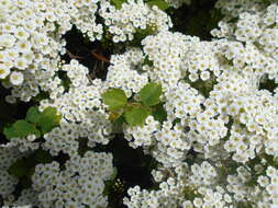 Image of Asian meadowsweet