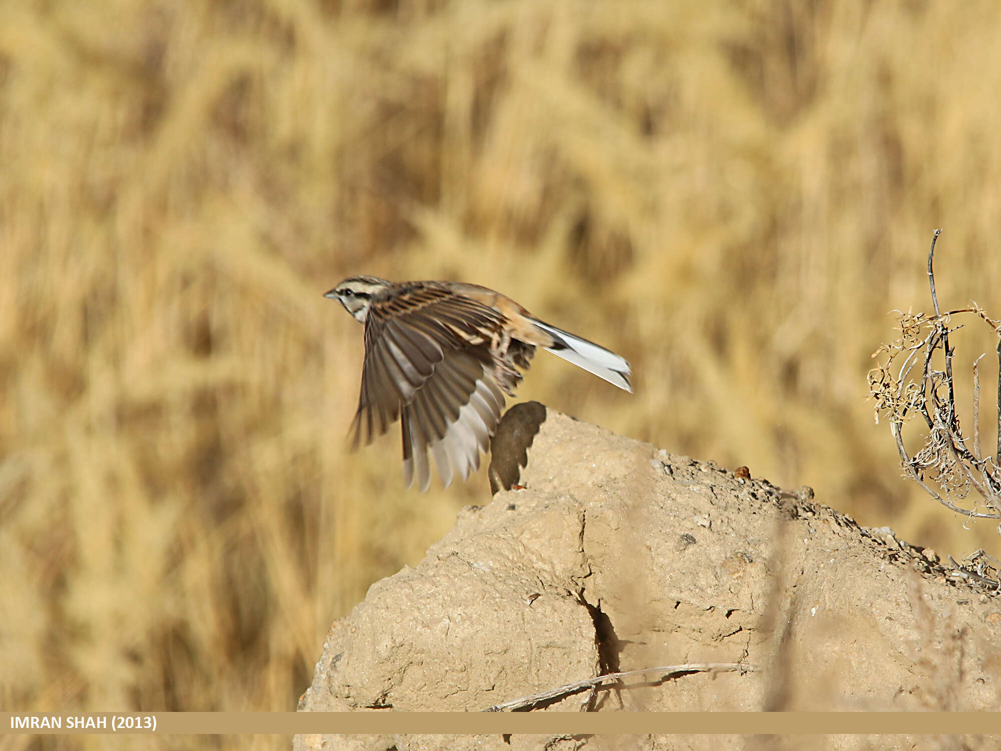 Image of European Rock Bunting