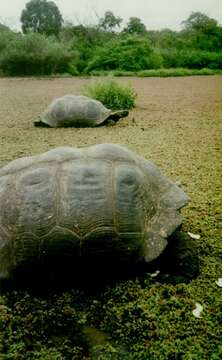 Image of Galapagos giant tortoise