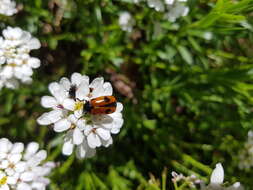 Plancia ëd Iberis sempervirens L.