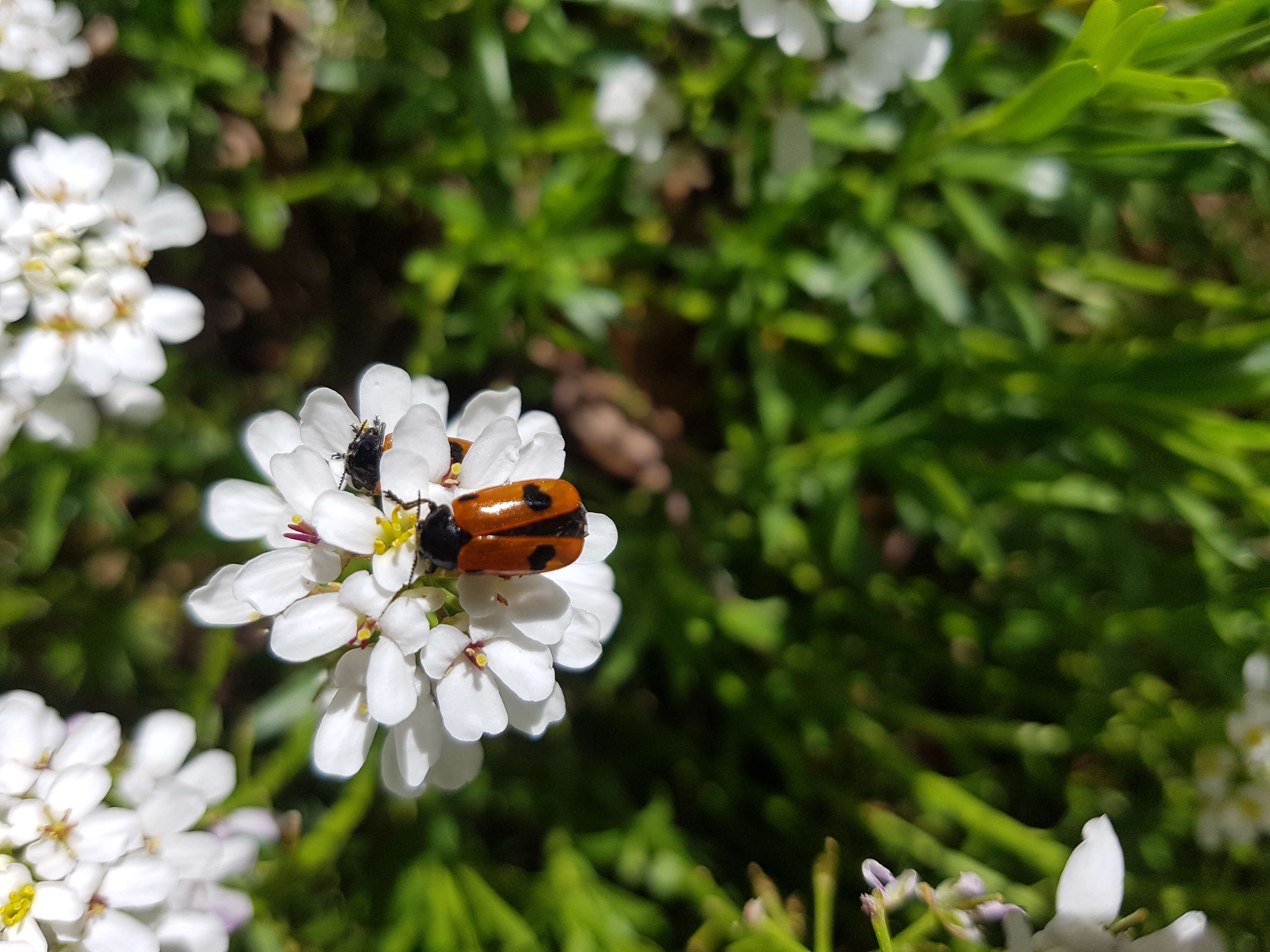 Imagem de Iberis sempervirens L.