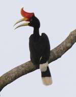 Image of Rhinoceros Hornbill