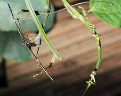 Image of Zebra Longwing