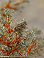 Image of Spanish Sparrow