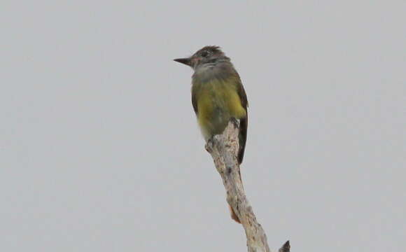 Image of Great Crested Flycatcher