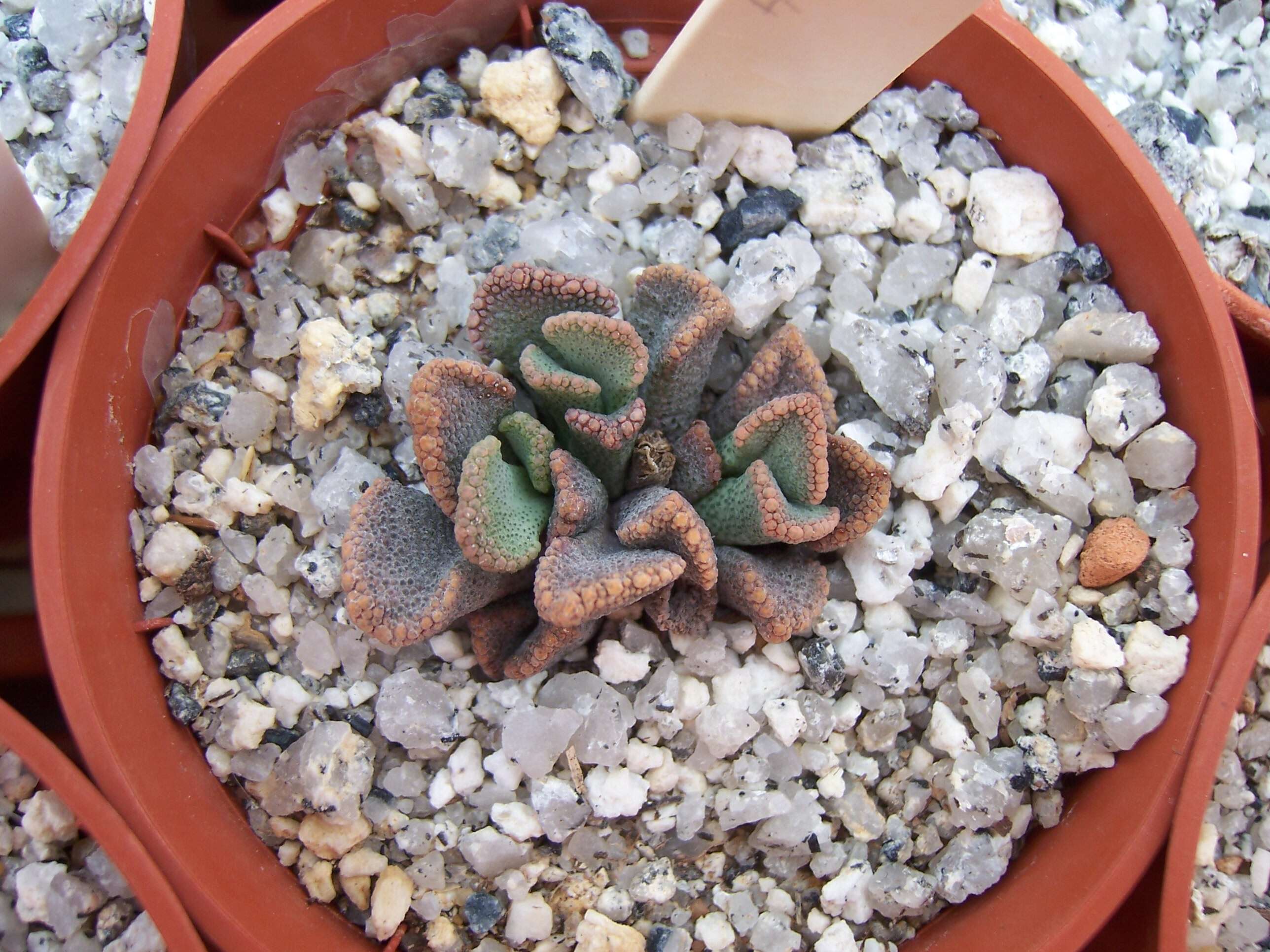 Image of Titanopsis calcarea (Marloth) Schwant.