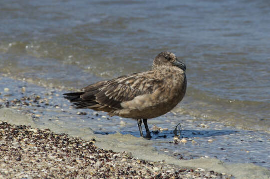 Image of Great Skua