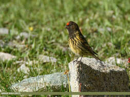 Image of Fire-fronted Serin