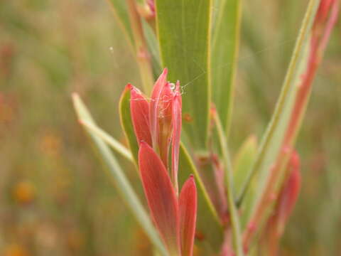 Слика од Daviesia mimosoides R. Br.